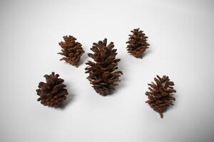 A group of five pine cones arranged on a plain white background. photo