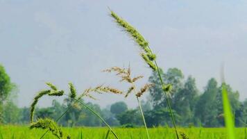Wild Grass Swaying in Green Field video