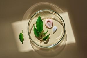 A set of cosmetic textures for the home routine of face and body care in a petri dish. photo