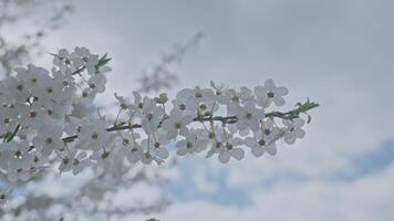 Tree branch with white spring blossoms captured under cloudy sky video