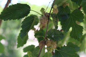 the branch of Rubus fruticosus, Blackberries, Morus alba or the common mulberry fruit photo
