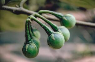 Close-up of Immature Green Eggplant Fruits on a Branch photo