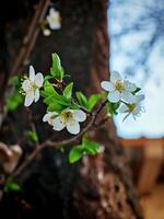 Delicate Spring Blossoms on a Branch photo