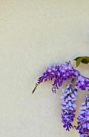 Purple Wisteria Cascading Against a Textured Wall photo