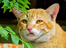 Ginger Tabby Cat Portrait with Golden Eyes and Green Leaves photo