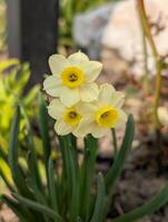 Trio of Pale Yellow Daffodils with Vibrant Yellow Centers in Nat photo