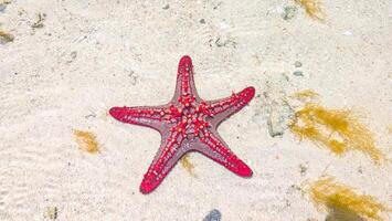 Red Knobbed Starfish Resting on Light Sandy Beach with Gentle Wa photo