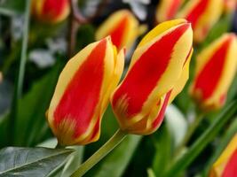 Two Red and Yellow Striped Tulips in Close-Up photo