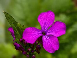 Vibrant Purple Flower with Dewdrops and Green Leaf photo