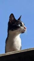 Profile of a Tuxedo Cat Against a Bright Blue Sky, Looking Away photo