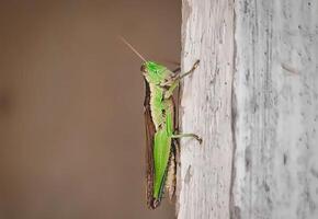 Green Grasshopper clinging to weathered white wood, antennae ext photo