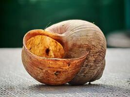 Weathered Snail Shell with Exposed Interior on Textured Surface photo