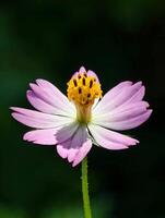 Close-up of a Pink and Yellow Cosmos Flower Against Dark Backgro photo