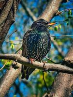 Detailed Portrait of a Starling Perched on a Branch with Vibrant photo