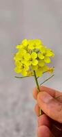 Hand Holding a Vibrant Yellow Mustard Flower Against a Soft Gray photo