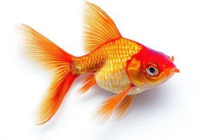goldfish isolated on white background photo