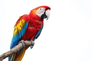 a colorful parrot is sitting on a branch photo