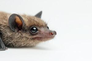 a small bat with big eyes and a big nose photo