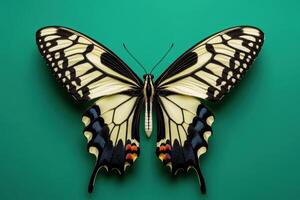 a butterfly is sitting on a green background photo
