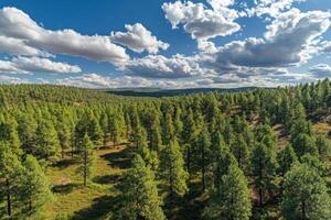view of the forest with trees and clouds photo