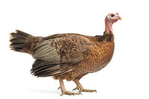 a turkey is standing in front of a white background photo