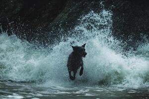 a dog jumping into the ocean waves photo