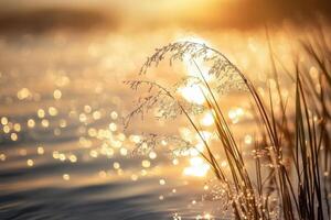 a sunset over a lake with grass and water photo