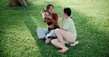 Handheld high angle view shot, Two Asian women are relaxing on the lawn, talking and joyfully playing with a cat in the park. Leisure activities video