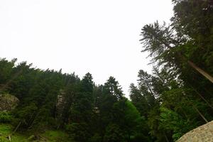Wide angle view of the forest with overcast sky on the background photo
