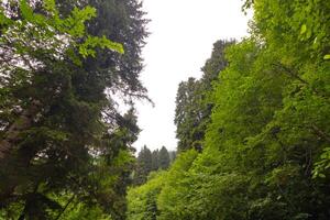 Tall trees with overcast sky in the summer. Landscape of the forest photo