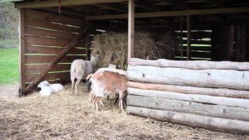 Peaceful farm scene with goats and sheep grazing together in wooden shelter, sharing hay in harmony. Farm animals enjoy calm moment. Farm environment highlights rural simplicity. video