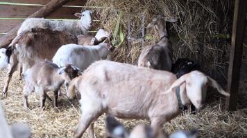 Small herd of multicolored goats and kids grazing, moving around rustic barn interior, eating hay from shared pile while interacting naturally with each other, some wearing identification ear tags video