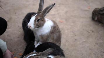 Hare stands upright on hind legs, reaching for carrot slices from visitor hand. Hare shows trust in calm setting. Hare engages in gentle interaction in peaceful natural environment. video