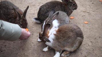 Rabbits crowd around human hand on dirt ground, eagerly munching carrot slices. Rabbits show playful energy. Rabbits enjoy close interaction while feeding in natural outdoor setting. video