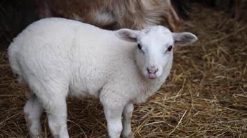White lamb standing on straw inside barn, exploring surroundings with curious gaze. White lamb appears recently born. White lamb shares peaceful space with other sheep in background. video