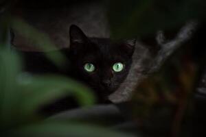 A black cat with glowing green eyes hides behind the leaves, creating a mysterious and dramatic atmosphere. An aesthetic photo with a wild, dark, and natural theme. For mystical, Halloween concepts