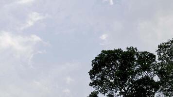 Beautiful View of the Sky Through Tree Branches with Leaves Gently Moving in the Breeze Daytime video