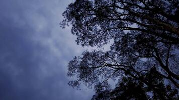 Beautiful View of the Sky Through Tree Branches with Leaves Gently Moving in the Breeze During nighttime video