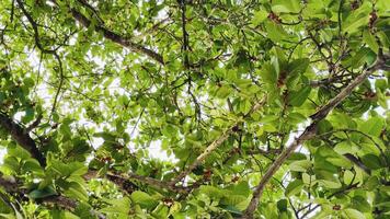 grande banyan árvore com suspensão aéreo raízes e extenso galhos dentro uma pacífico natural meio Ambiente video