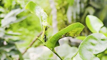 Close-Up View of Citrus Canker and Other Visible Citrus Diseases on Lemon Plant Leaves in a Garden Daytime video