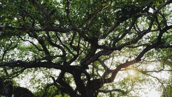 Banyan Tree with Hanging Aerial Roots and Sprawling Branches in a Peaceful Natural Environment video