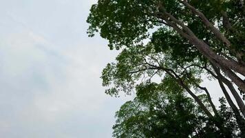 Beautiful View of the Sky Through Tree Branches with Leaves Gently Moving in the Breeze video