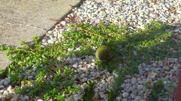 The red rumped parrot Psephotus haematonotus, also known as the red-backed parrot or grass parrot, is a medium-sized broad-tailed parrot is eating some grass on a field alone i video