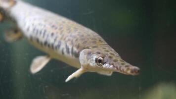 pike in river swims above the plants, filmed from a low-angle view with sun rays illuminating the scene. Check my portfolio for other pike footage. video