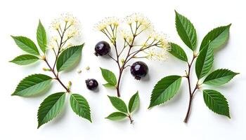 Elegance of the Elderberry, Sambucus nigra in Bloom and Berry photo