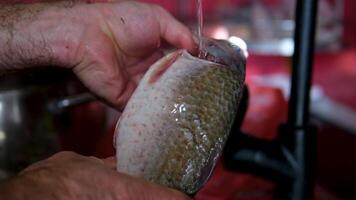 carp fish close-up of a man's hands cleaning the internal organs of a fish and cutting video