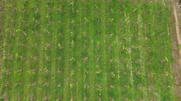 Top-down aerial view of grape cultivation fields in rural landscape photo