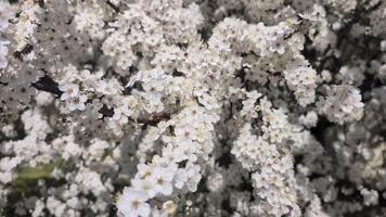 A close-up of delicate white blossoms with yellow stamens, densely clustered on a branch, surrounded by similar flowers in a blurred background video