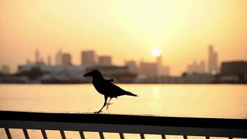 Explore the breathtaking sunset at Dubai Creek Harbour with the stunning downtown skyline in the background video