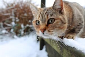Low Angle View of a Tan Tabby Cat Crouching on Snow Covered Ground photo